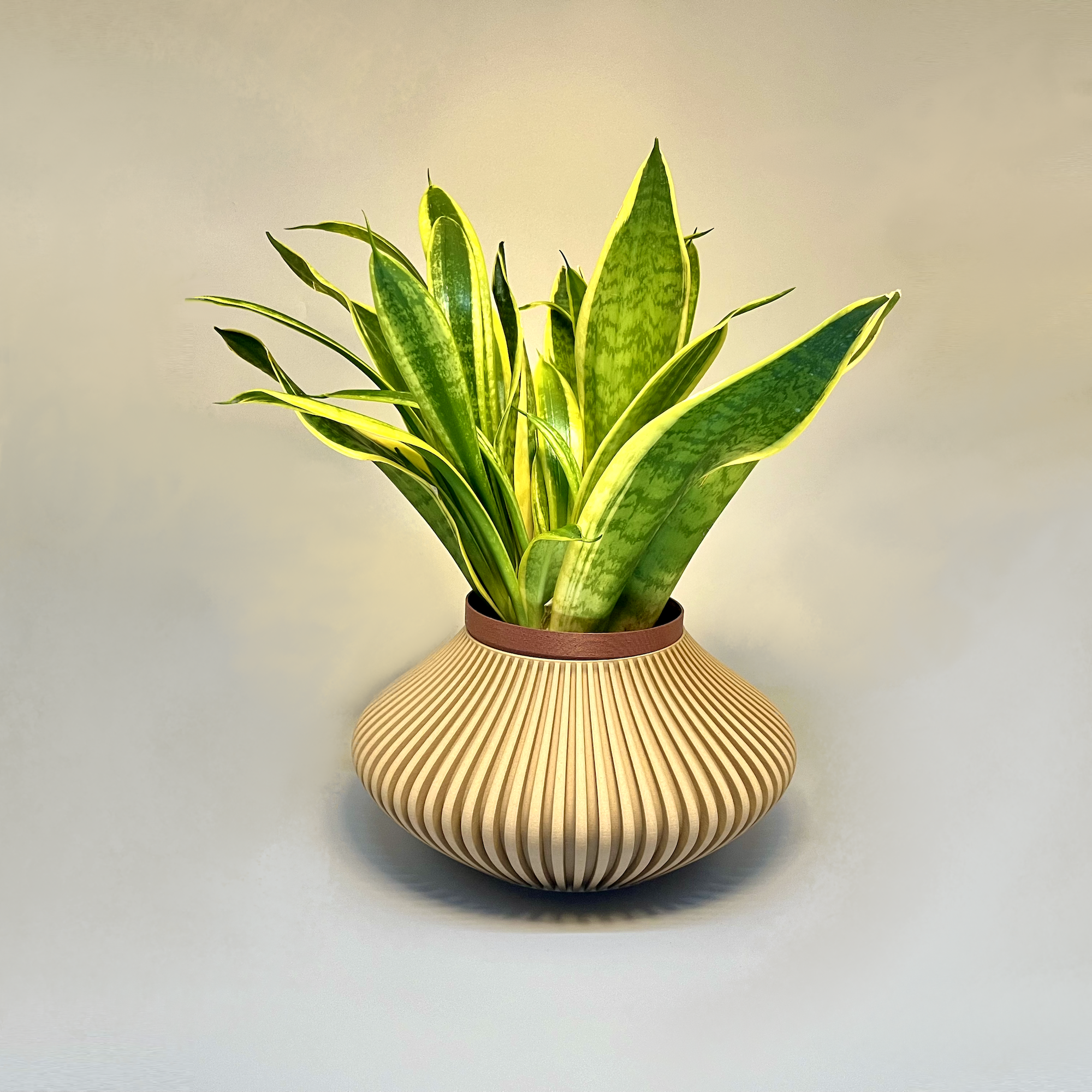 Venus - Planter